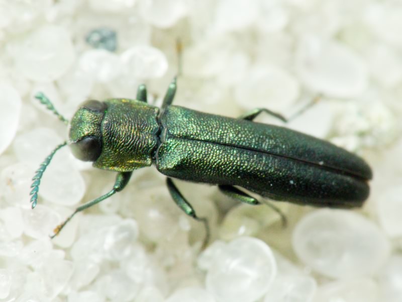 Buprestidae Leach, 1815